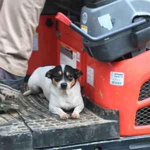Meet your Posher, Abbie